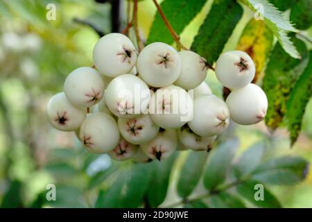 Sorbus 'Cashmiriana'. Kashmir Eberesche Baumbeeren. VEREINIGTES KÖNIGREICH Stockfoto