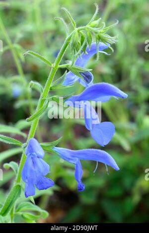 Salvia patiniert 'Oxford Blue'. Blaue Blüten des halbharten ornamentalen Gentian Salbei. VEREINIGTES KÖNIGREICH Stockfoto