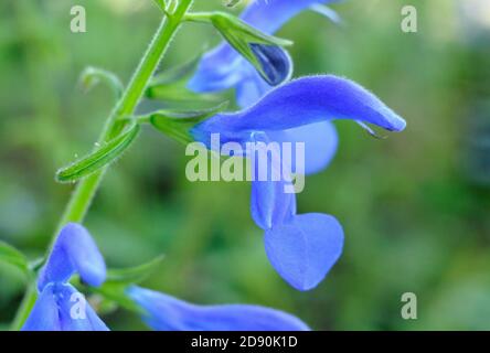 Salvia patiniert 'Oxford Blue'. Blaue Blüten des halbharten ornamentalen Gentian Salbei. VEREINIGTES KÖNIGREICH Stockfoto