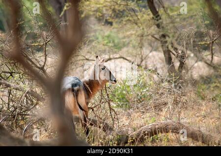 Wasserbuck, Kobus ellipsiprymnus, Weide im Samburu National Reserve. Kenia. Afrika. Stockfoto