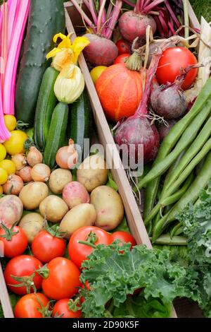 Hausgemachte Produkte in einem britischen Garten angebaut. Mangold, Gurken, Zucchini, Kürbis, Läuferbohnen, Tomaten, Grünkohl, Rote Beete, Zwiebeln, Kartoffeln. Stockfoto