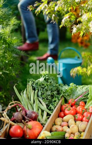 Frau Ernte Gemüse in der heimischen Küche Garten im Spätsommer abgebildet angebaut. VEREINIGTES KÖNIGREICH Stockfoto