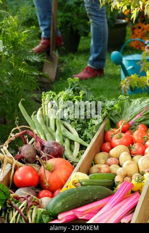 Frau Ernte Gemüse in der heimischen Küche Garten im Spätsommer abgebildet angebaut. VEREINIGTES KÖNIGREICH Stockfoto
