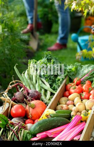 Frau Ernte Gemüse in der heimischen Küche Garten im Spätsommer abgebildet angebaut. VEREINIGTES KÖNIGREICH Stockfoto