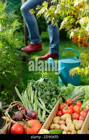 Frau Ernte Gemüse in der heimischen Küche Garten im Spätsommer abgebildet angebaut. VEREINIGTES KÖNIGREICH Stockfoto