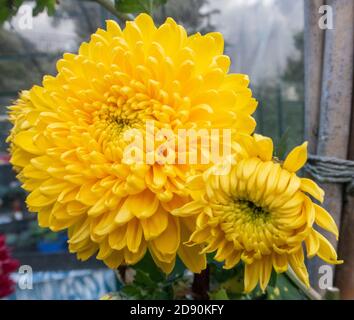 Chrysantheme Ada Evans, eine leuchtend gelbe Farbsorte Stockfoto