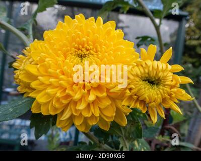 Chrysantheme Ada Evans, eine leuchtend gelbe Farbsorte Stockfoto