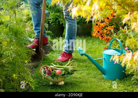 Frau Ernte Gemüse in der heimischen Küche Garten im Spätsommer abgebildet angebaut. VEREINIGTES KÖNIGREICH Stockfoto