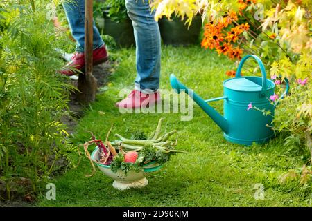 Frau Ernte Gemüse in der heimischen Küche Garten im Spätsommer abgebildet angebaut. VEREINIGTES KÖNIGREICH Stockfoto