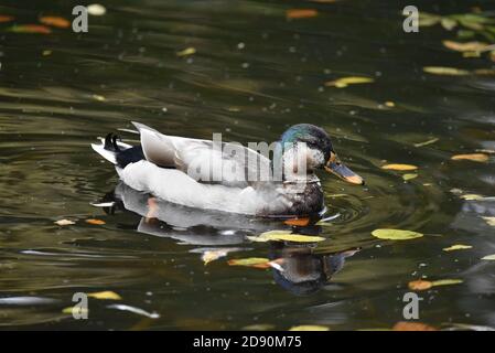 Drake Mallard Duck (Anas platyrhynchos) auf einem grünen Teich im Herbst in Staffordshire, Großbritannien Stockfoto