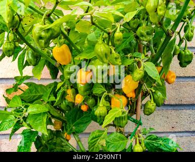 Selbst angebaute Chilischoten auf einer Pflanze, draußen an einer Wand – einige noch unreif grün, andere zu gelb gereift. Stockfoto