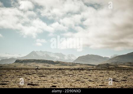 Eine wilde Rentierherde, die in der moosbedeckten Tundra grast Landschaft des südlichen Island - Island Rentierherde Stockfoto