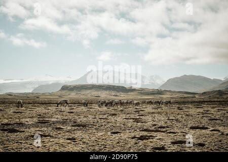 Eine wilde Rentierherde, die in der moosbedeckten Tundra grast Landschaft des südlichen Island - Island Rentierherde Stockfoto