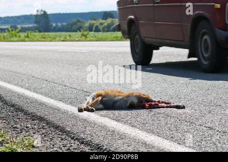 Ein toter Fuchs liegt auf dem Asphalt, von einem Auto getroffen. Schutzkonzept für Wildtiere. Fliegen sitzen auf der Schnauze eines toten wilden Tieres. Stockfoto