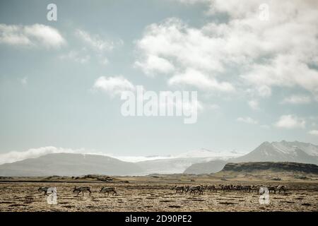 Eine wilde Rentierherde, die in der moosbedeckten Tundra grast Landschaft des südlichen Island - Island Rentierherde Stockfoto