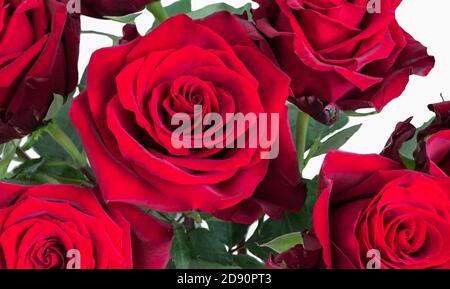 Schöne romantische dunkelrote Rosen. Stockfoto
