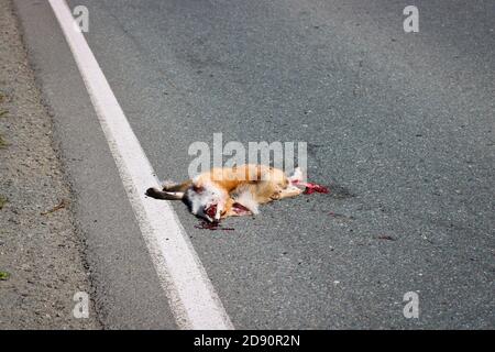 Ein toter Fuchs liegt auf dem Asphalt, von einem Auto getroffen. Schutzkonzept für Wildtiere. Fliegen sitzen auf der Schnauze eines toten wilden Tieres. Stockfoto