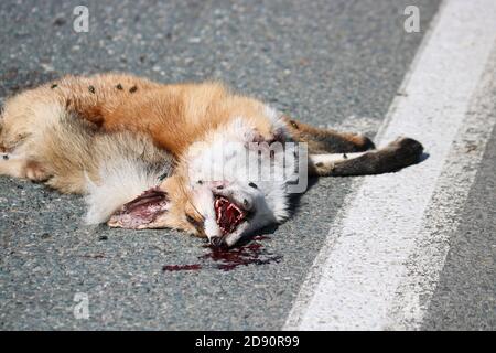 Ein toter Fuchs liegt auf dem Asphalt, von einem Auto getroffen. Schutzkonzept für Wildtiere. Fliegen sitzen auf der Schnauze eines toten wilden Tieres. Stockfoto