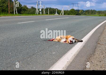 Ein toter Fuchs liegt auf dem Asphalt, von einem Auto getroffen. Schutzkonzept für Wildtiere. Fliegen sitzen auf der Schnauze eines toten wilden Tieres. Stockfoto