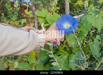 Menschliche Hand, die Ipomoea purpurisch aufgreift, auf dem Feld Stockfoto