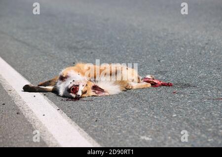 Ein toter Fuchs liegt auf dem Asphalt, von einem Auto getroffen. Schutzkonzept für Wildtiere. Fliegen sitzen auf der Schnauze eines toten wilden Tieres. Stockfoto