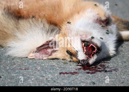 Ein toter Fuchs liegt auf dem Asphalt, von einem Auto getroffen. Schutzkonzept für Wildtiere. Fliegen sitzen auf der Schnauze eines toten wilden Tieres. Stockfoto