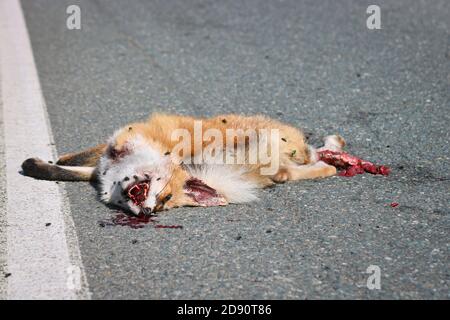 Ein toter Fuchs liegt auf dem Asphalt, von einem Auto getroffen. Schutzkonzept für Wildtiere. Fliegen sitzen auf der Schnauze eines toten wilden Tieres. Stockfoto