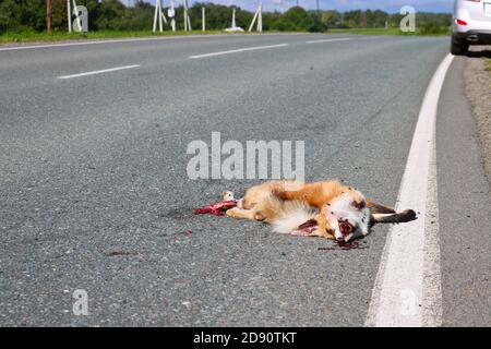 Ein toter Fuchs liegt auf dem Asphalt, von einem Auto getroffen. Schutzkonzept für Wildtiere. Fliegen sitzen auf der Schnauze eines toten wilden Tieres. Stockfoto