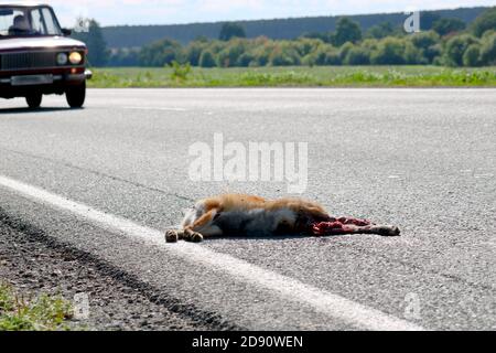 Ein toter Fuchs liegt auf dem Asphalt, von einem Auto getroffen. Schutzkonzept für Wildtiere. Fliegen sitzen auf der Schnauze eines toten wilden Tieres. Stockfoto