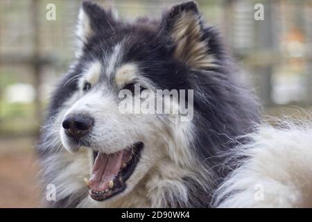 Ein langhaariger Hund mit bunten Husky-Augen Stockfoto