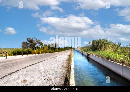 Reisfeld im Delta del Ebro, Spanien. Leerer Kopierbereich für den Inhalt des Editors. Stockfoto