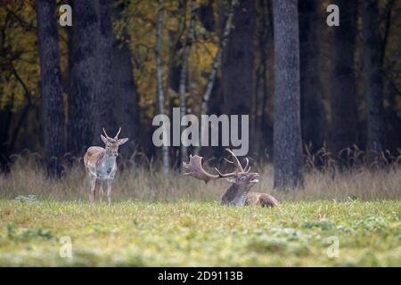 Falkenhagen, Deutschland. Oktober 2020. Ein Damwild in der Mitte des Brunnens. Der Hirsch ruht auf der Brunfwiese und kündigt während der Damhirsch-Rut an, die Hirsche und die Weißhirsch-Herden bewegen sich manchmal über weite Strecken zu den angestammten Brunfplätzen. Quelle: Ingolf König-Jablonski/dpa-Zentralbild/ZB/dpa/Alamy Live News Stockfoto