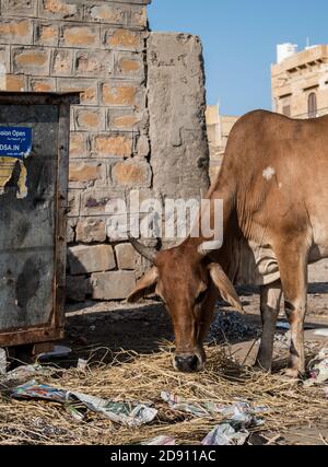 Jaisalmer, Rajasthan / Indien - november 02 2020 : verirrte Kühe essen Müll aus einem Mülleimer Stockfoto