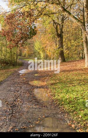Vertikale Ansicht des wandernden Landweges im britischen Wald (mit schlammigen Pfützen) bei schönem Herbstsonntag nach einem Regenschauer. Stockfoto
