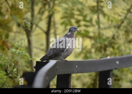 Gemeine Taube, Columba palumbus, thront im Herbst auf einer Handschiene in einem Naturreservat in England Stockfoto