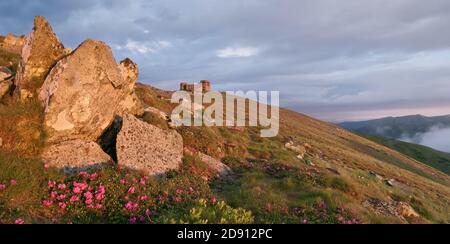 Morgen in den Bergen und Rhododendron Blumen. Die Ukraine, die Karpaten, der Berg von Pop Ivan und die Ruinen der alten Sternwarte. Stockfoto