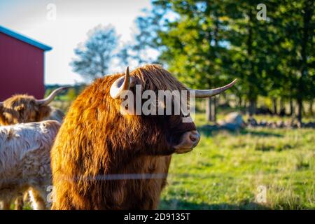 highlander Kuh auf einem Feld. Niedlich und groß mit großen Hörnern und langen Haaren. Stockfoto