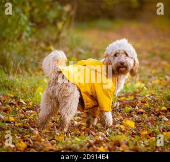 Kakadu Hund trägt gelben Mantel im Herbst Blätter auf Waldboden. Stockfoto