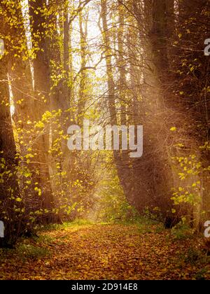 Goldenes Licht durch herbstliche Bäume mit Pfad durch Wald Stockfoto