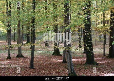 Schöner Buchenwald im Morgenlicht. Stockfoto