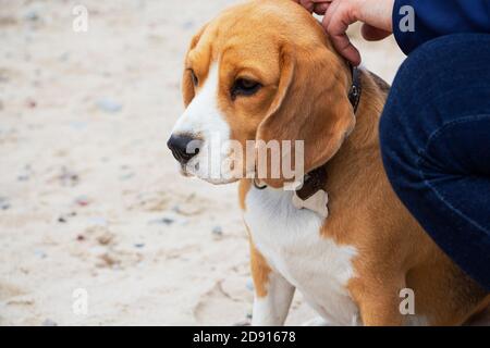 Niedliche dreifarbige Beagle Welpen, traurigen Blick, neben dem Besitzer Stockfoto