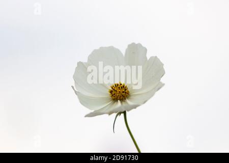 Einzelne weiße Kosmos Blume vor weißem Hintergrund Stockfoto