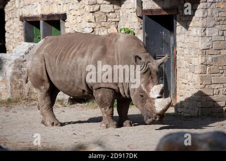 Nahaufnahme des Nashorn-Profils Stockfoto