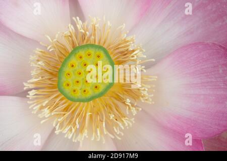 Kopf der heiligen Lotusblume aus der Nähe Stockfoto