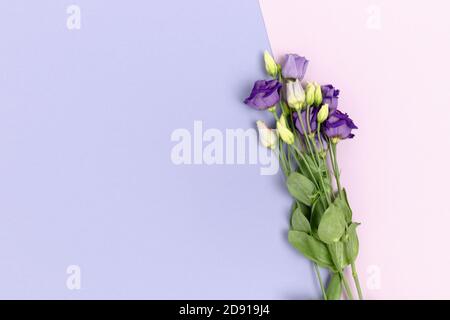 Violette eustoma Blumen auf einem violetten pastellfarbenen Hintergrund. Florale Komposition mit Platz für Text. Stockfoto