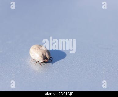 Eine riesengroße Zecke voller Tierblut, die auf einer Oberfläche in der litauischen Landschaft ruht. Stockfoto