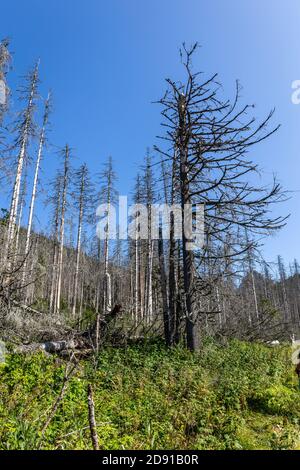 Toter Fichtenwald nach dem europäischen Fichtenrindenkäfer-Angriff, verwelkte Baumstämme und Baumstümpfe mit weißer Rinde, blauer Himmelshintergrund, Tatra-Gebirge Stockfoto