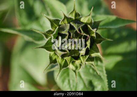Nahaufnahme eines Sonnenblumenknospen in der Sonne Stockfoto