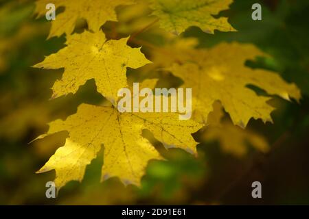 Herbst Ahornbaum mit großen gelben Blättern auf dem Baum. Stockfoto