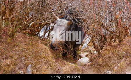 Süßes Yak mit Hörnern und weißem und grauem Fell, das zwischen dornigen Büschen in der Nähe von Thame, Khumbu, Himalaya, Nepal grast. Stockfoto